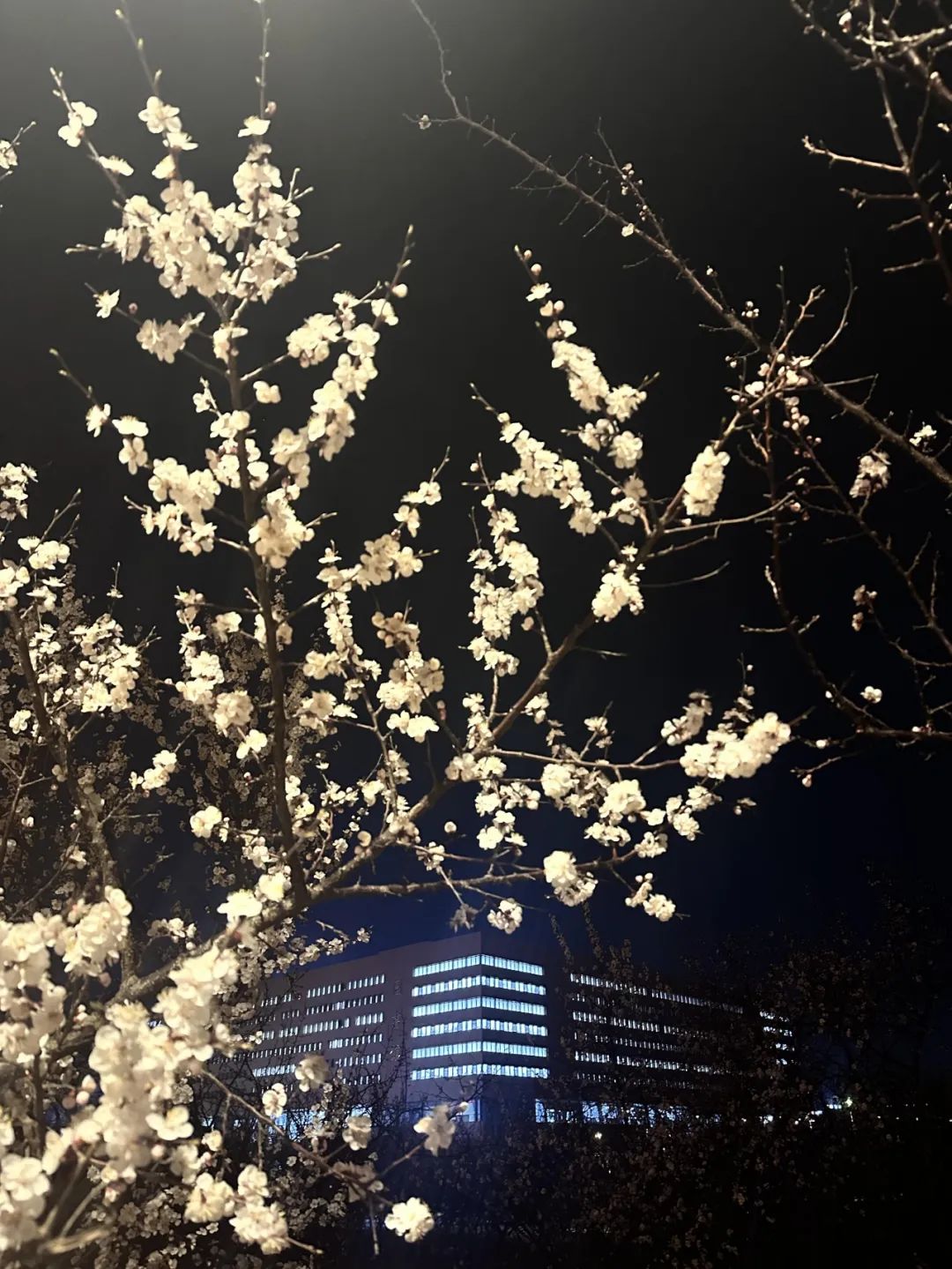 17软件24-16 张雨涵.JPG